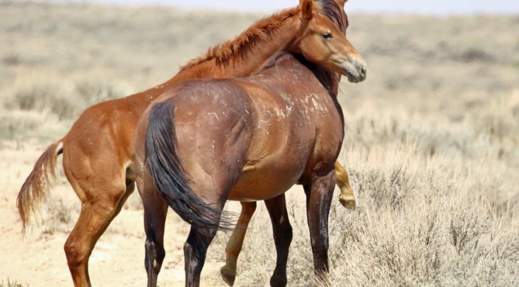 My horses Bolt and the journey to the ranger station