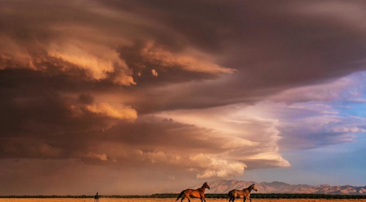 A wild horse and the hurricane season is coming in Arizona