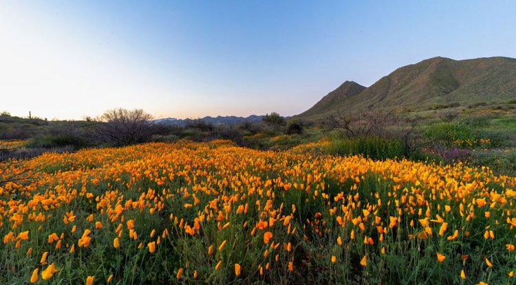 Discovering the beauty of blooming flowers in North Bush Highway in Arizona