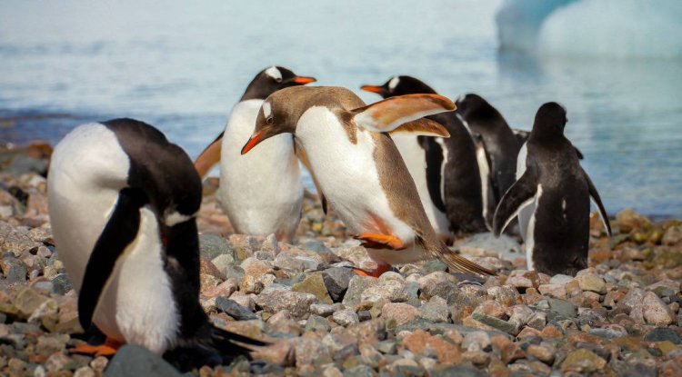 5 Places Where Penguins Live (&amp; Best Times to See Them There)