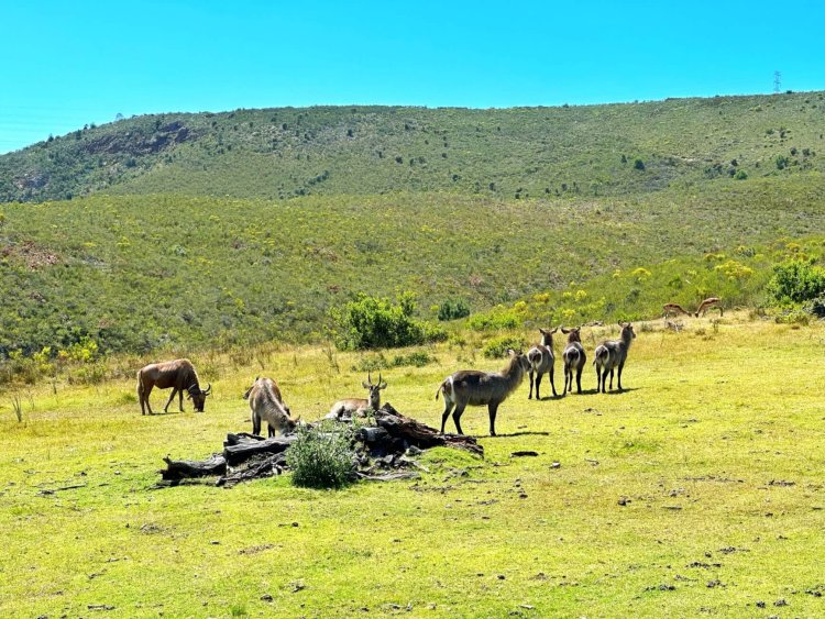 10 days in South Africa: a self&drive itinerary for The Garden Route