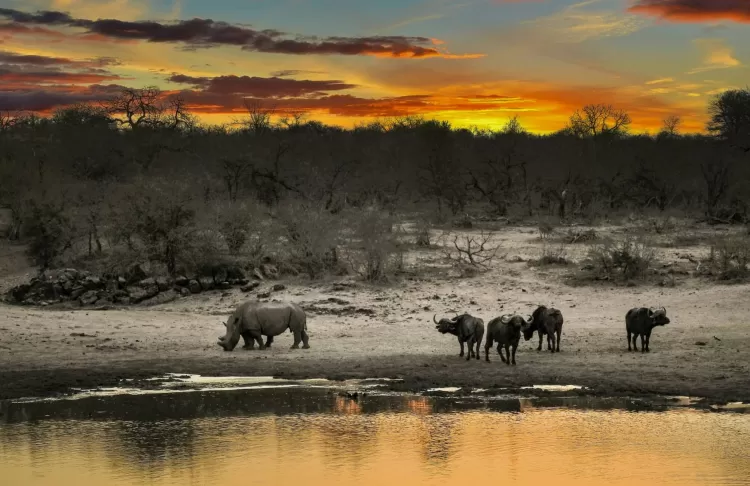 Top 10 African Safari Tours for Nature and Wildlife Enthusiasts