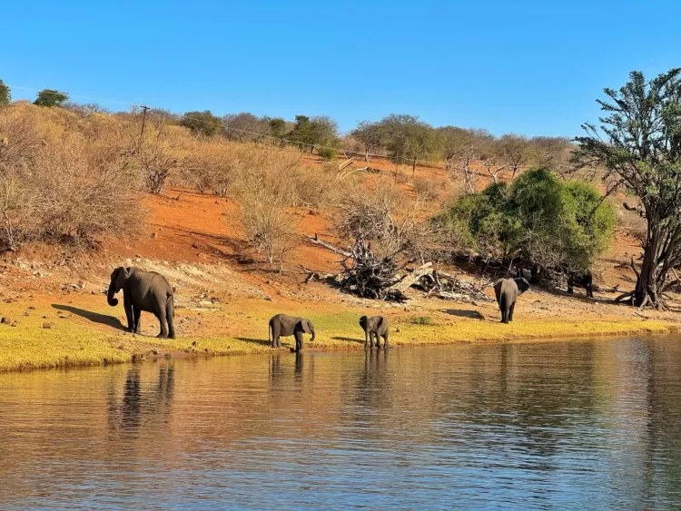 Exploring Botswana in 5 days, the perfect itinerary