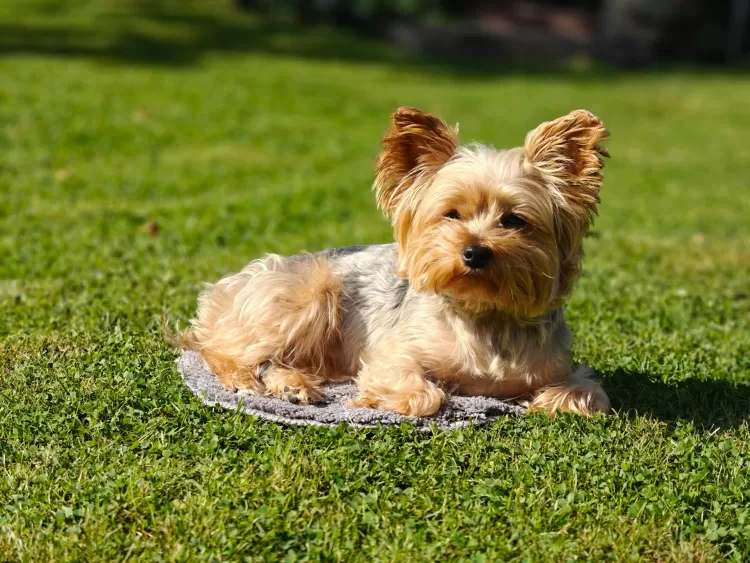 Exploring the Top 10 Pet&Friendly Places in Dubai