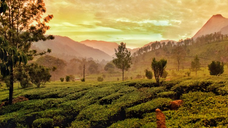 Kerala Itinerary for 14 Days: Munnar to Trivandrum in 10,000 INR