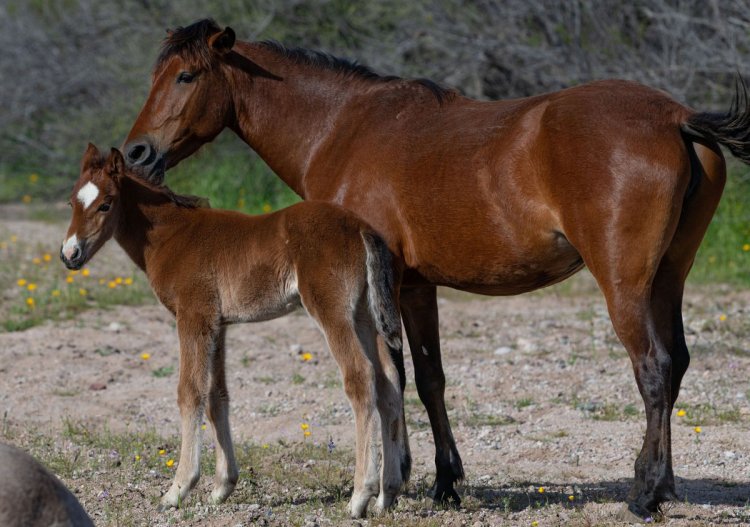 Join hands to support the existence and bright future of Salt River wild horses