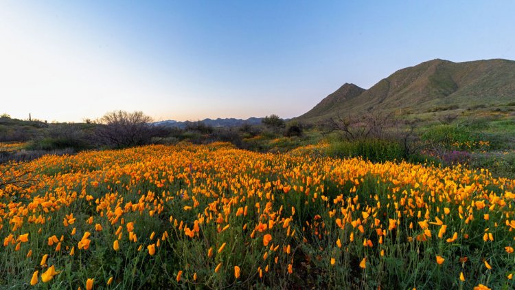 Discovering the beauty of blooming flowers in North Bush Highway in Arizona