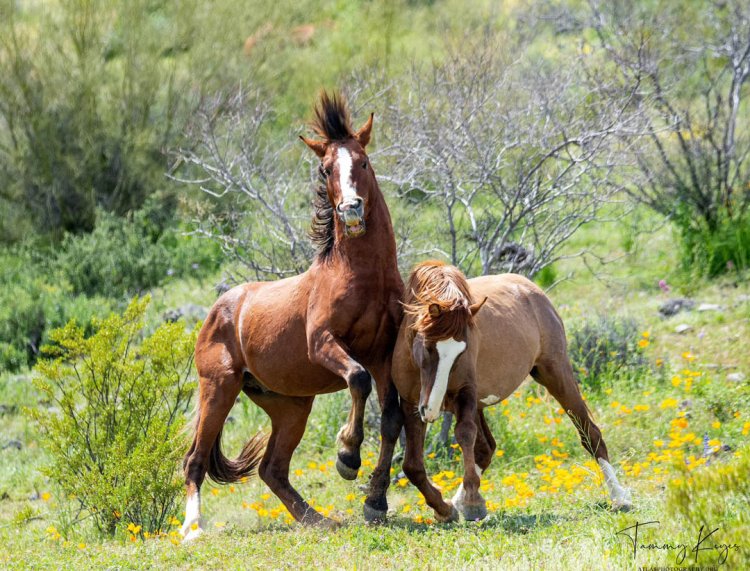 Unleashing Adventure: Witnessing the Wild and Crazy Salt River Wild Mustangs in the American Southwest