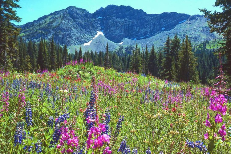 A Symphony of Colors: Admiring Mountain Wildflowers in Utah’s Wasatch Range