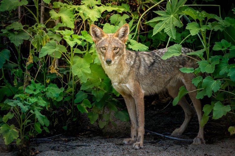 Discovering the Enigmatic Coyote: A Wildlife Encounter in San Pasqual Valley, Escondido, California