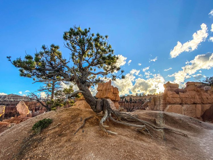 Hiking Queen’s Garden Trail 2023: A Majestic Journey into Bryce Canyon’s Heart