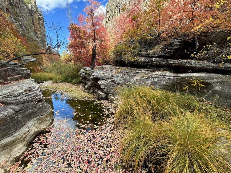 Exploring West Fork of Oak Creek: Arizona’s Autumn Gem