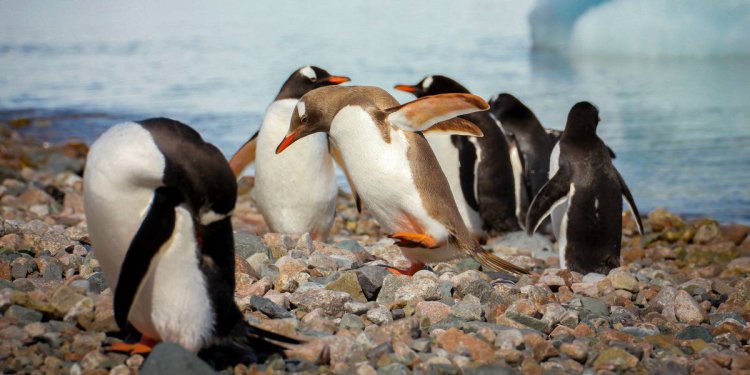 5 Places Where Penguins Live (& Best Times to See Them There)
