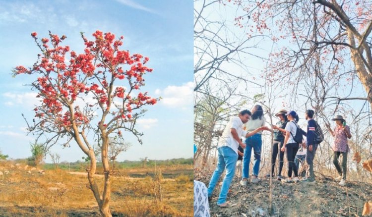 Hyderabad's 'Palash ki Talaash' walk celebrates nature's wonders