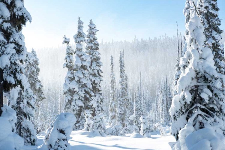 Winter Wonderland in Victoria: Top Resorts, Activities, and Itinerary for a Perfect Snow Season